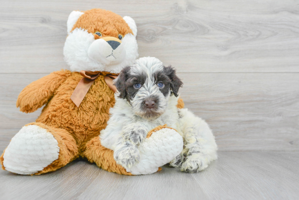 Hypoallergenic Portuguese Water Dog Purebred Pup