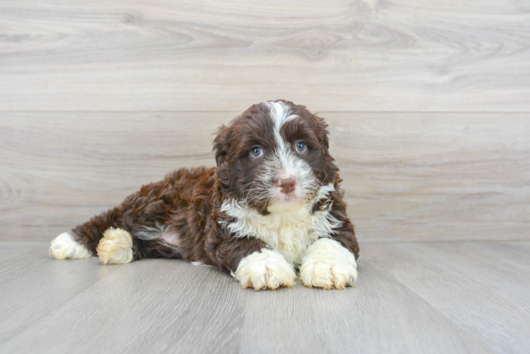 Best Portuguese Water Dog Baby