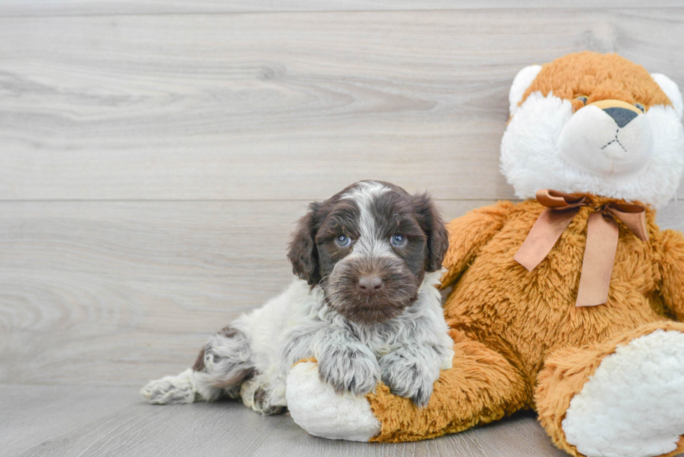 Cute Portuguese Water Dog Purebred Puppy