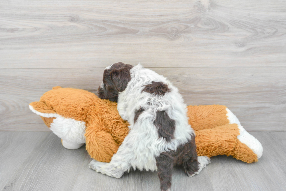 Adorable Portuguese Water Dog Purebred Puppy