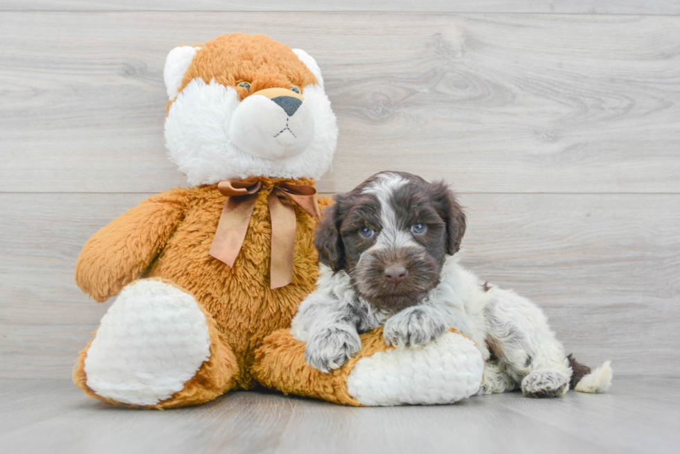 Little Portuguese Water Dog Purebred Pup