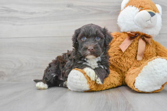 Portuguese Water Dog Pup Being Cute