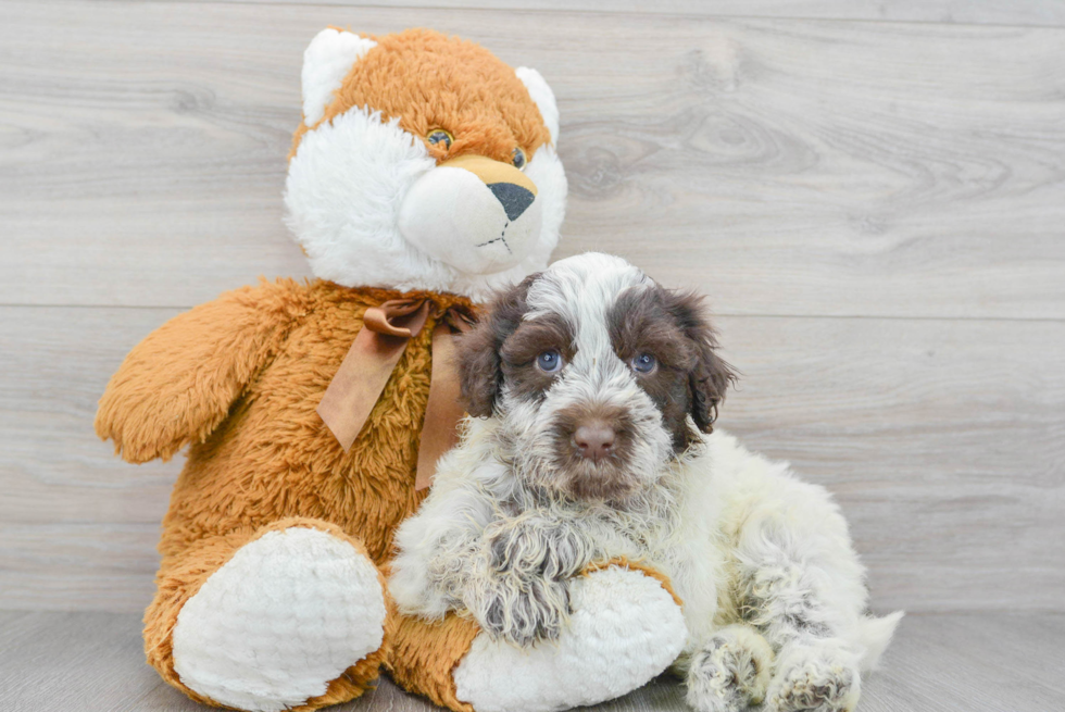 Best Portuguese Water Dog Baby