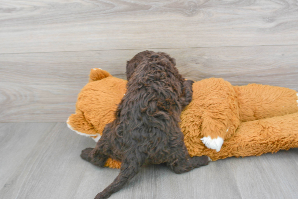 Friendly Portuguese Water Dog Baby