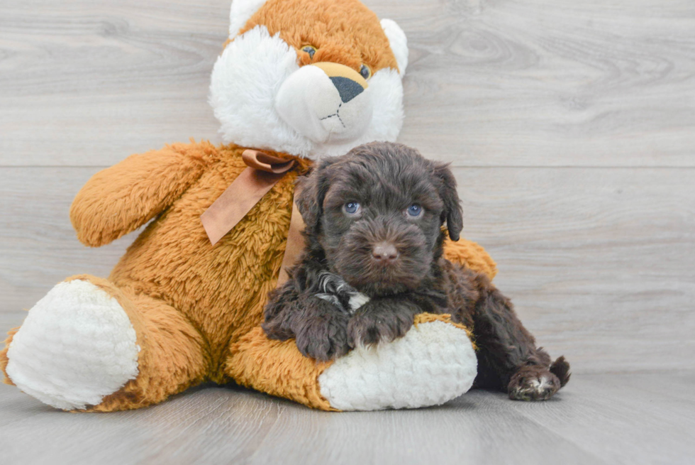 Funny Portuguese Water Dog Purebred Pup