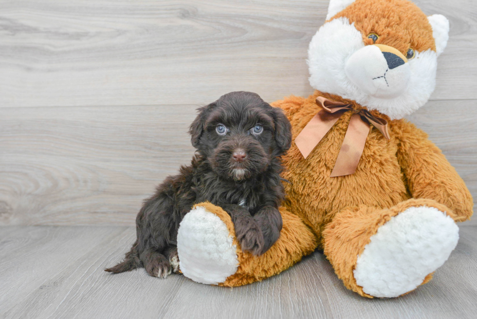 Best Portuguese Water Dog Baby