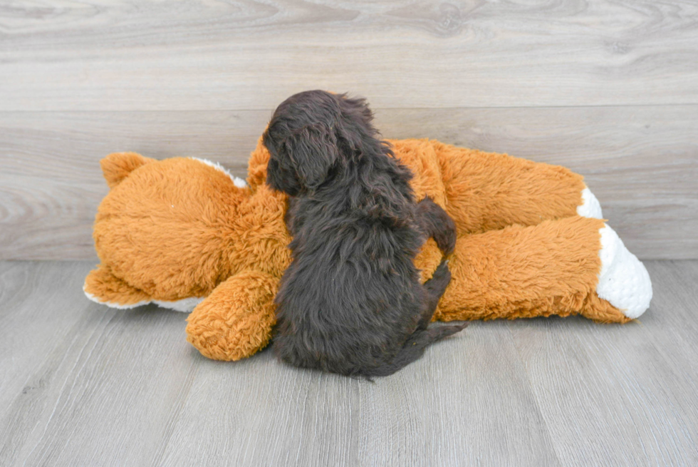 Small Portuguese Water Dog Baby