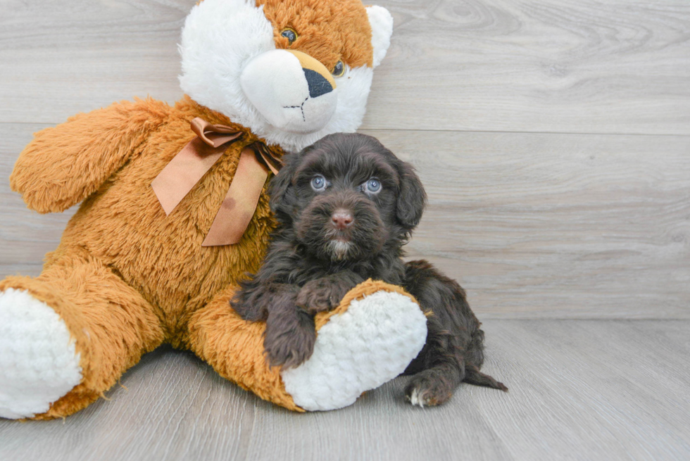 Portuguese Water Dog Puppy for Adoption