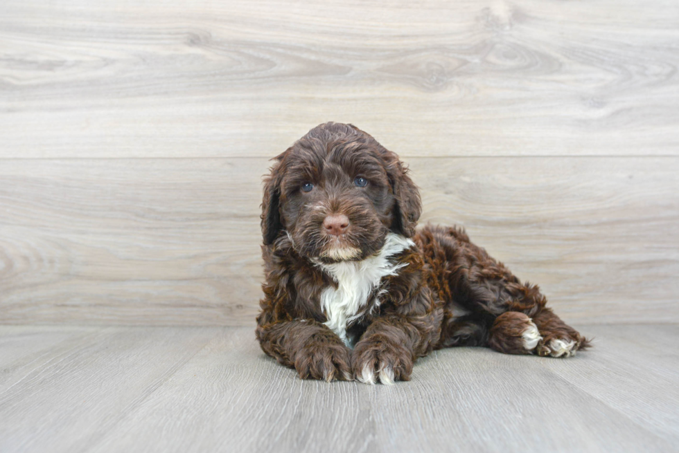 Portuguese Water Dog Puppy for Adoption