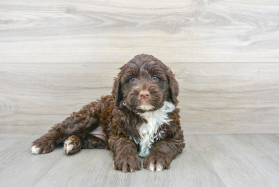 Playful Portuguese Water Dog Purebred Pup