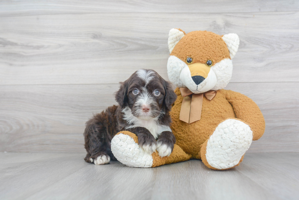 Portuguese Water Dog Pup Being Cute