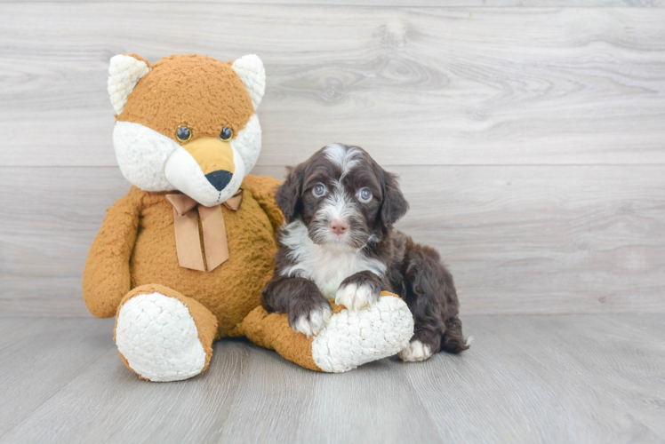 Playful Portuguese Water Dog Baby
