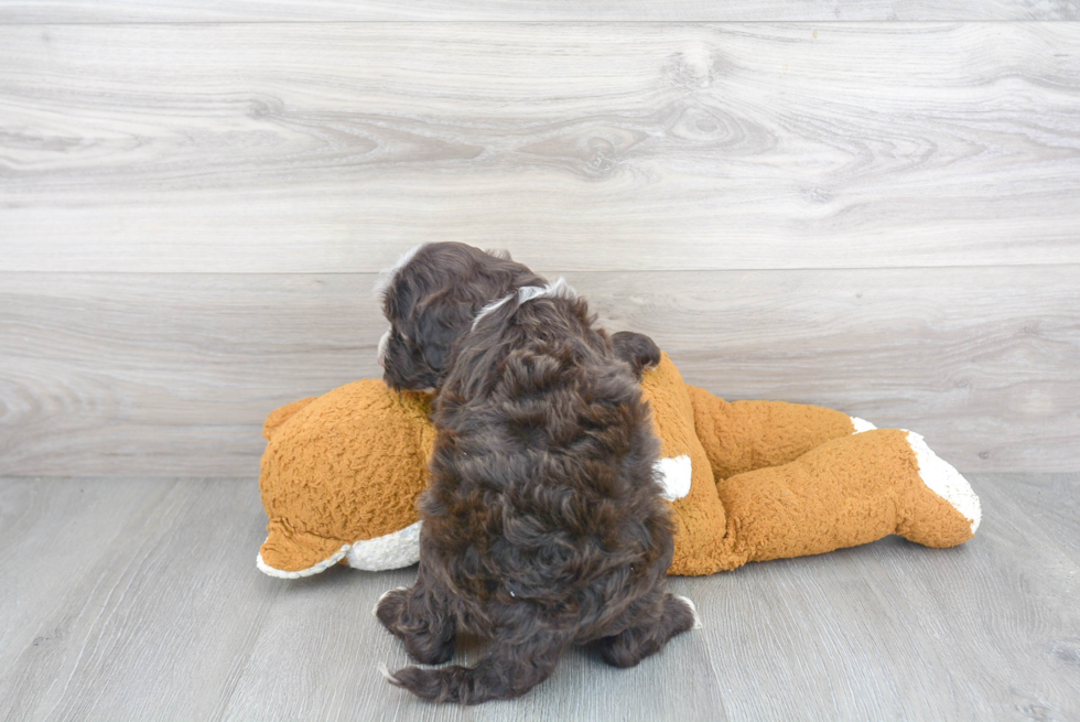 Portuguese Water Dog Pup Being Cute