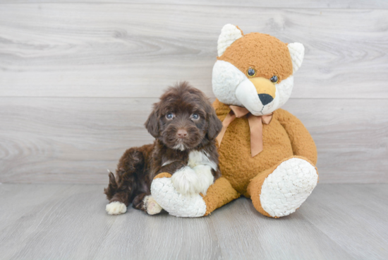 Sweet Portuguese Water Dog Purebred Puppy