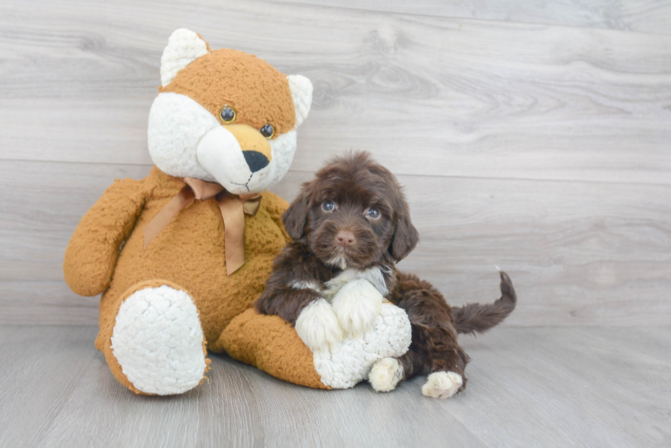 Best Portuguese Water Dog Baby