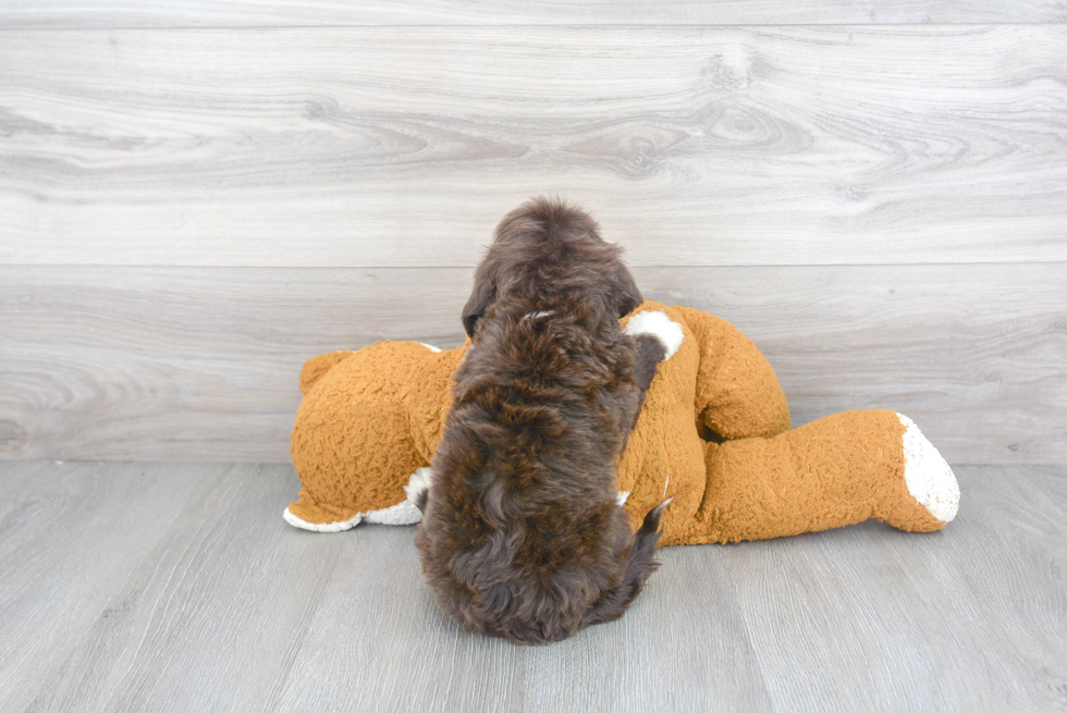 Sweet Portuguese Water Dog Purebred Puppy