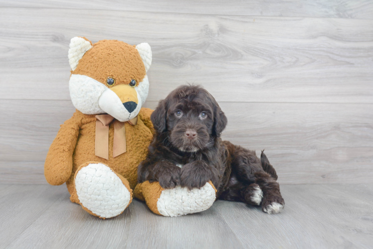 Hypoallergenic Portuguese Water Dog Purebred Pup