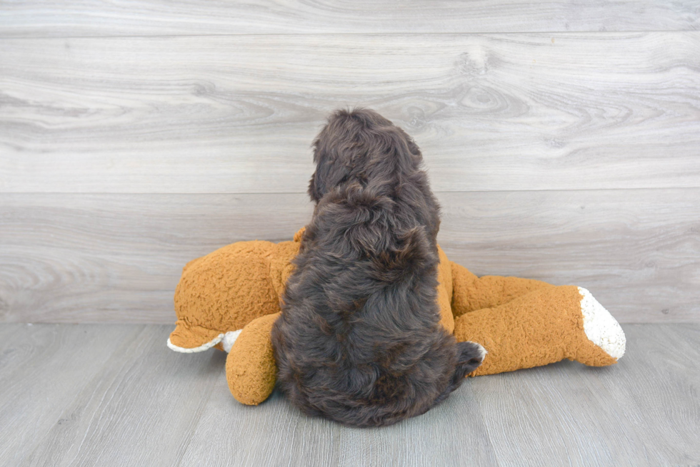 Adorable Portuguese Water Dog Purebred Puppy