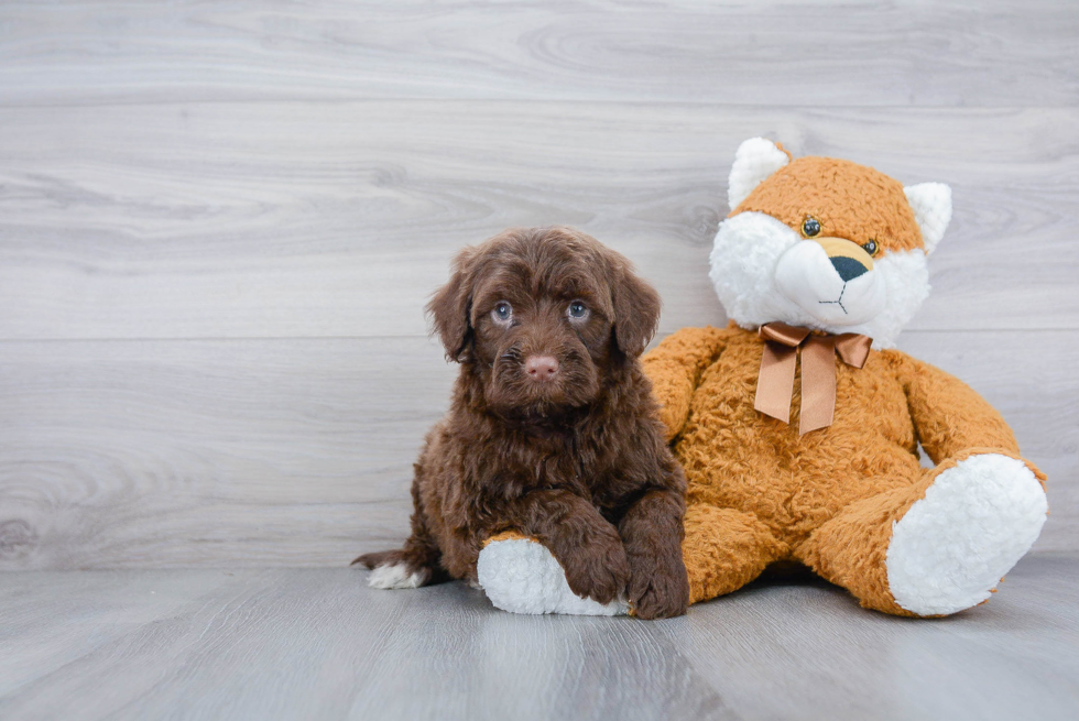 Adorable Portuguese Water Dog Purebred Puppy