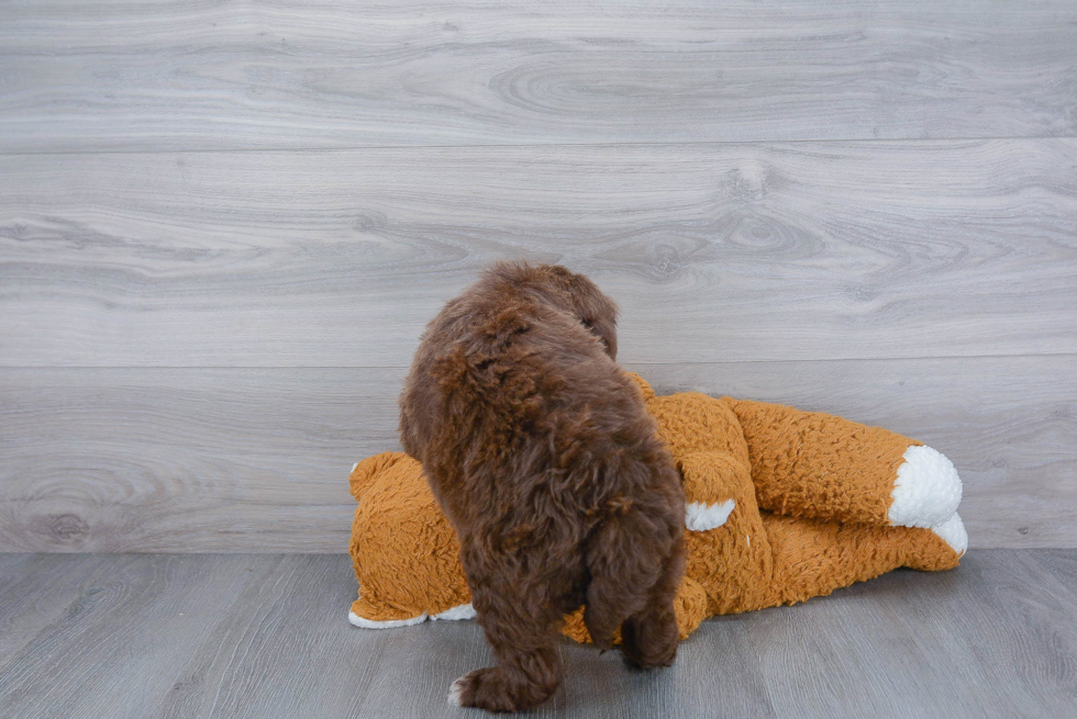 Portuguese Water Dog Pup Being Cute