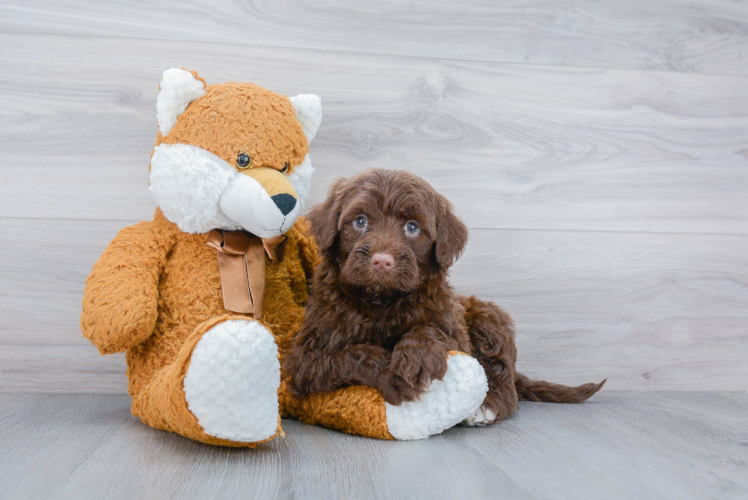 Friendly Portuguese Water Dog Purebred Pup