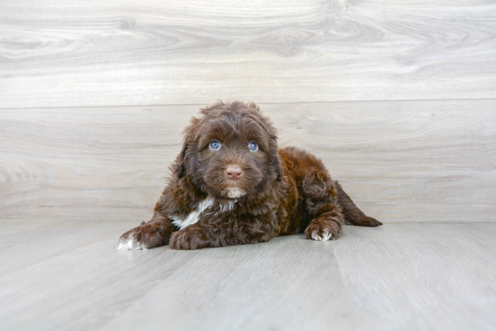 Cute Portuguese Water Dog Purebred Pup