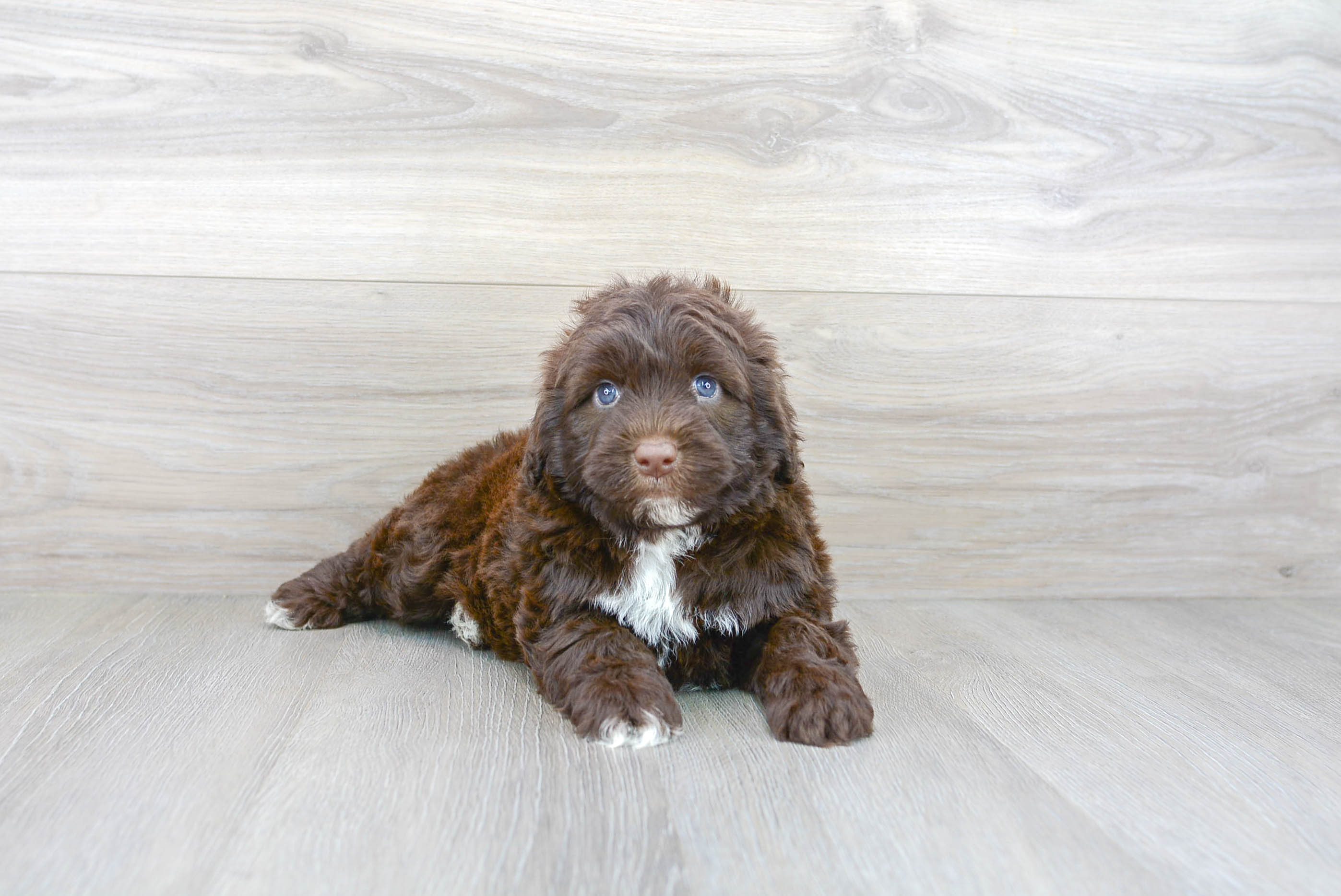 Best Portuguese Water Dog Baby