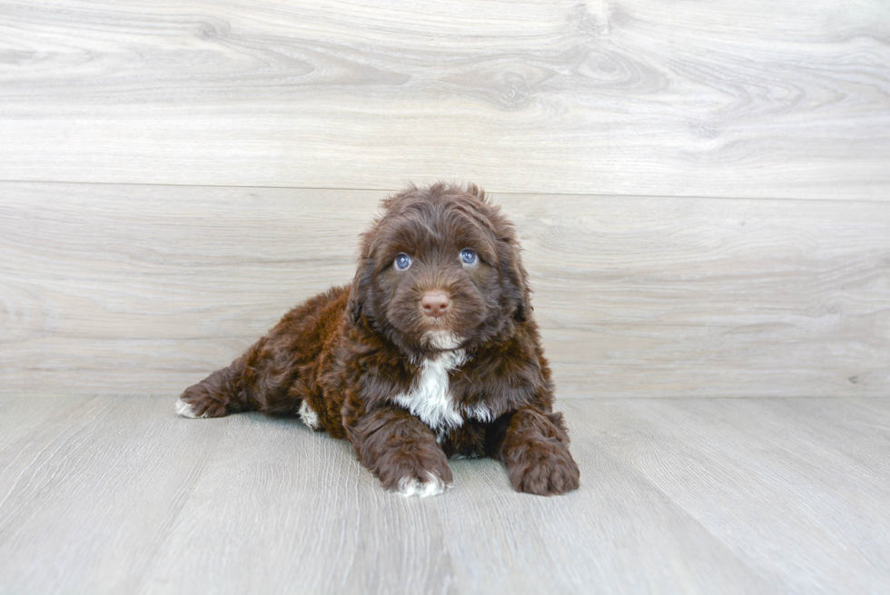 Best Portuguese Water Dog Baby