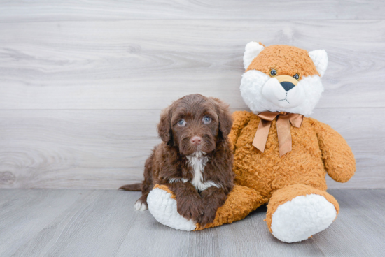 Portuguese Water Dog Pup Being Cute