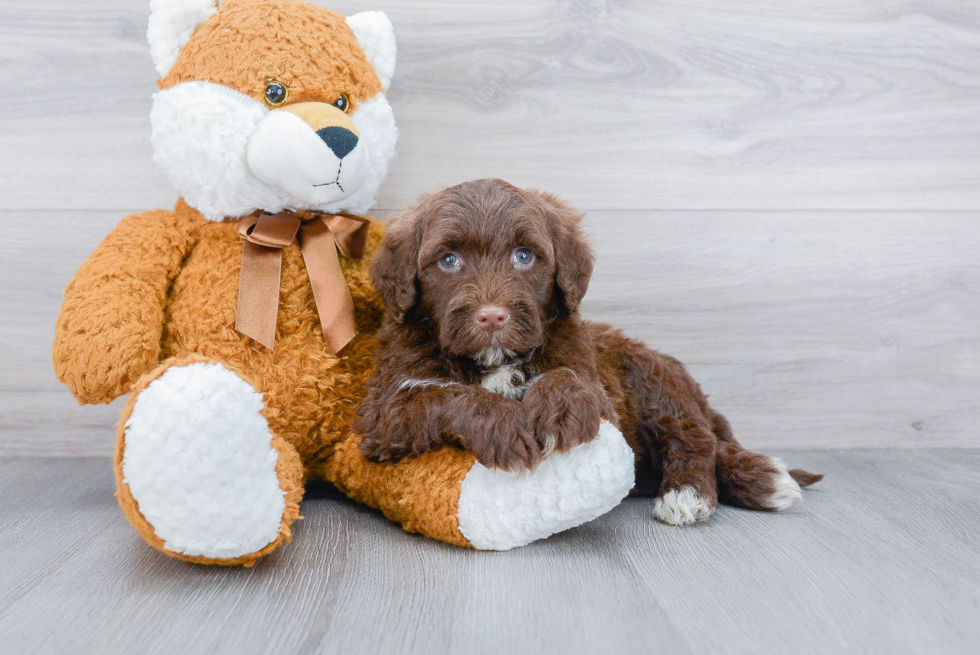 Popular Portuguese Water Dog Baby