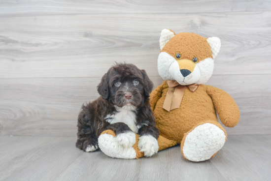 Friendly Portuguese Water Dog Purebred Pup