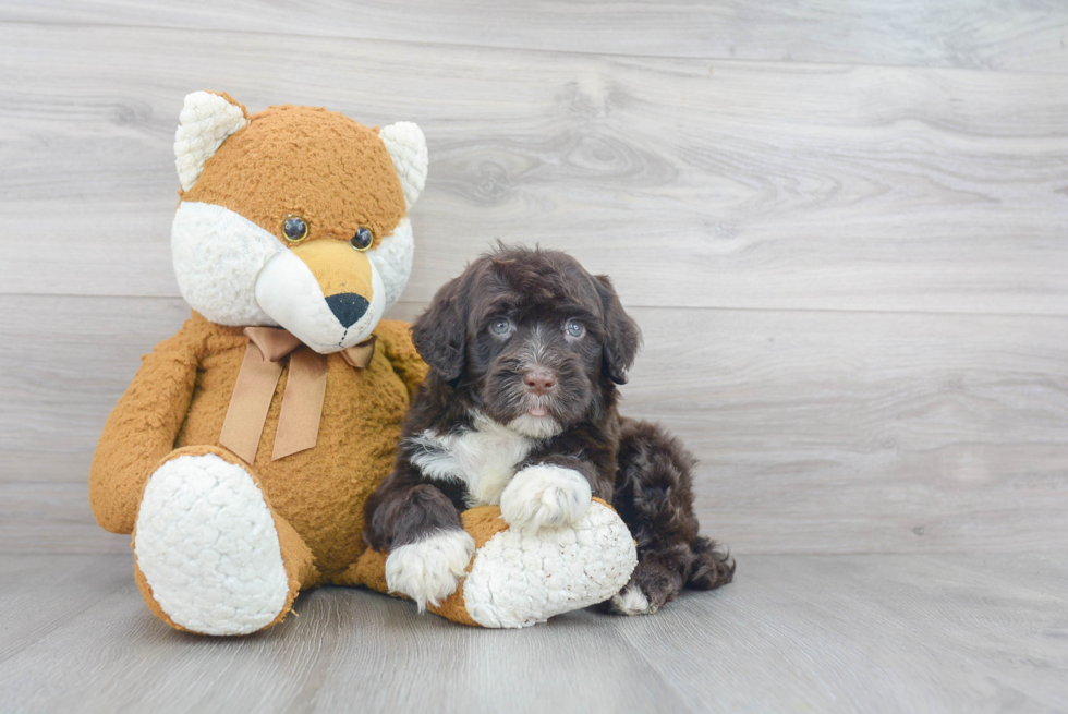 Funny Portuguese Water Dog Purebred Pup