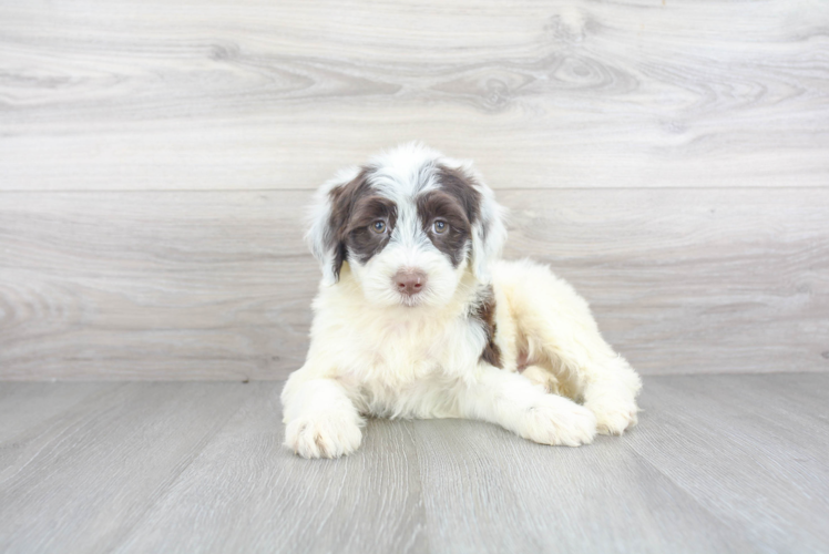 Cute Portuguese Water Dog Purebred Puppy