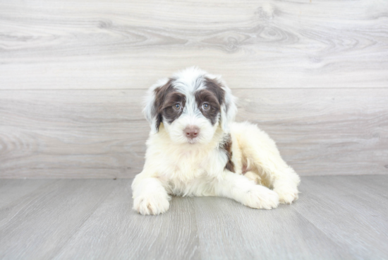 Cute Portuguese Water Dog Purebred Puppy