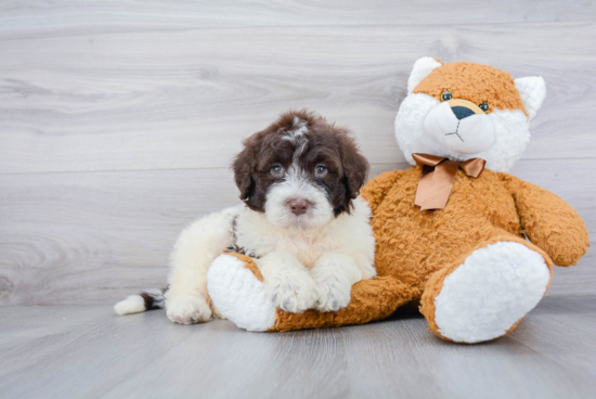 Small Portuguese Water Dog Baby