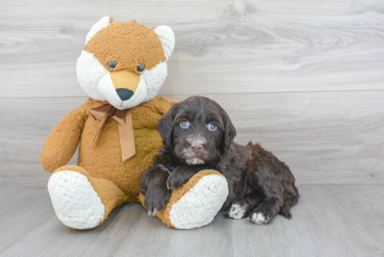 Sweet Portuguese Water Dog Purebred Puppy