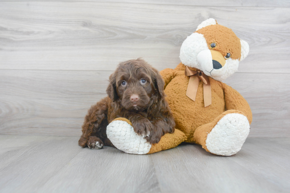 Playful Portuguese Water Dog Purebred Pup