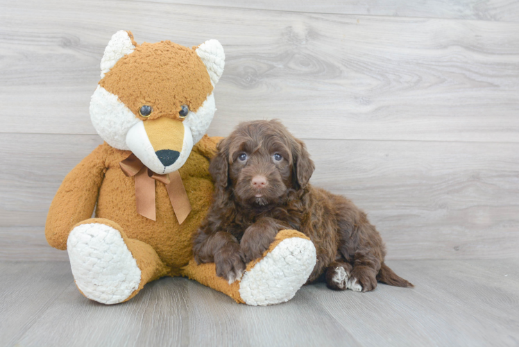 Portuguese Water Dog Pup Being Cute