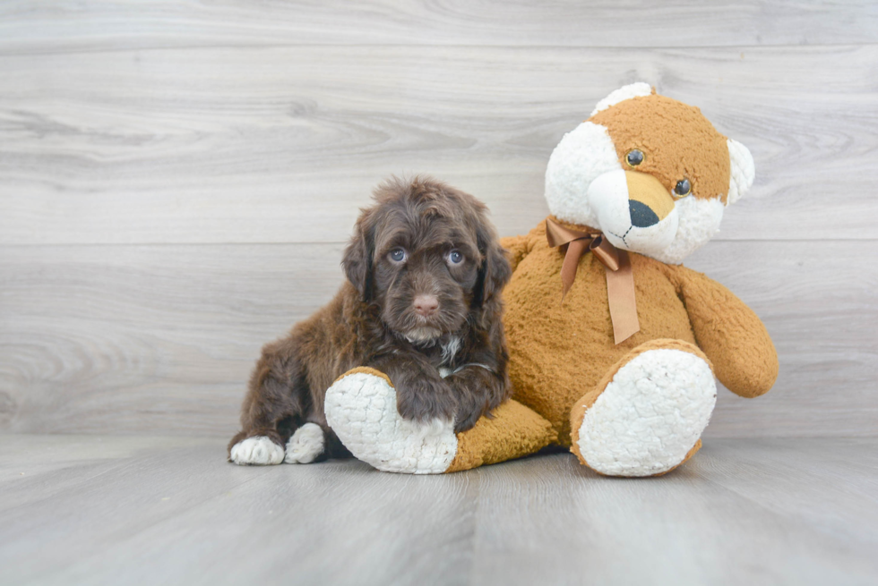 Portuguese Water Dog Pup Being Cute