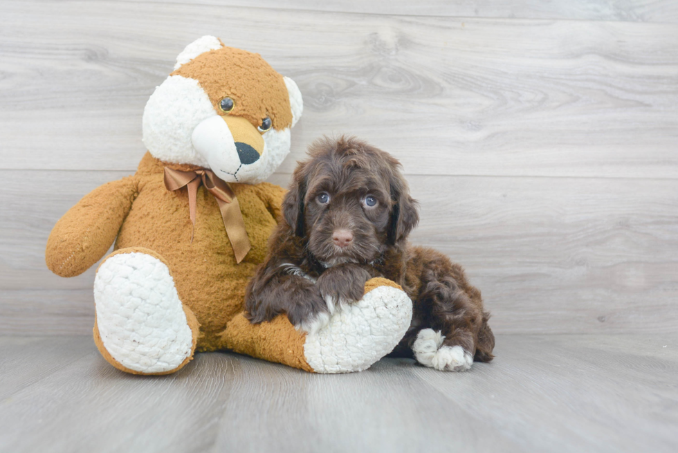 Portuguese Water Dog Puppy for Adoption