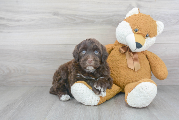 Small Portuguese Water Dog Purebred Pup