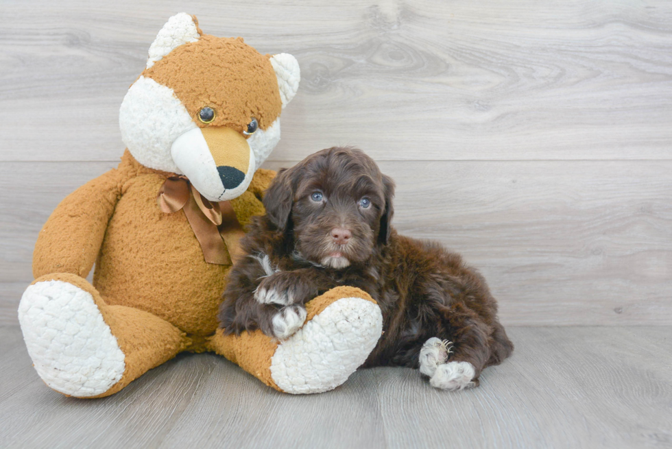 Best Portuguese Water Dog Baby