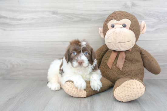 Best Portuguese Water Dog Baby