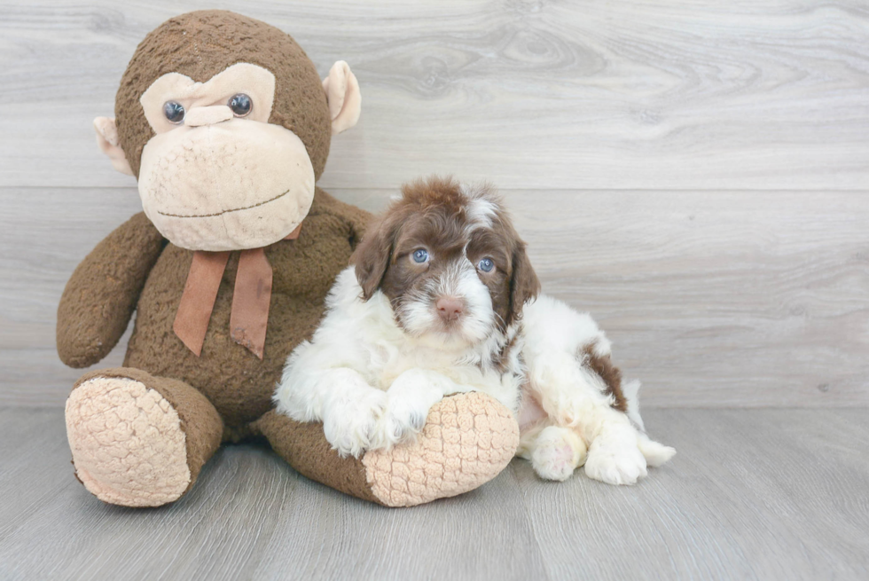 Sweet Portuguese Water Dog Purebred Puppy