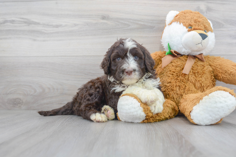 Best Portuguese Water Dog Baby