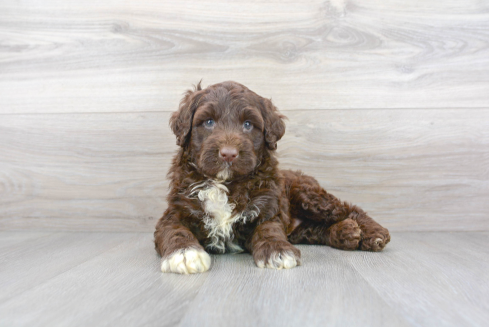 Portuguese Water Dog Pup Being Cute