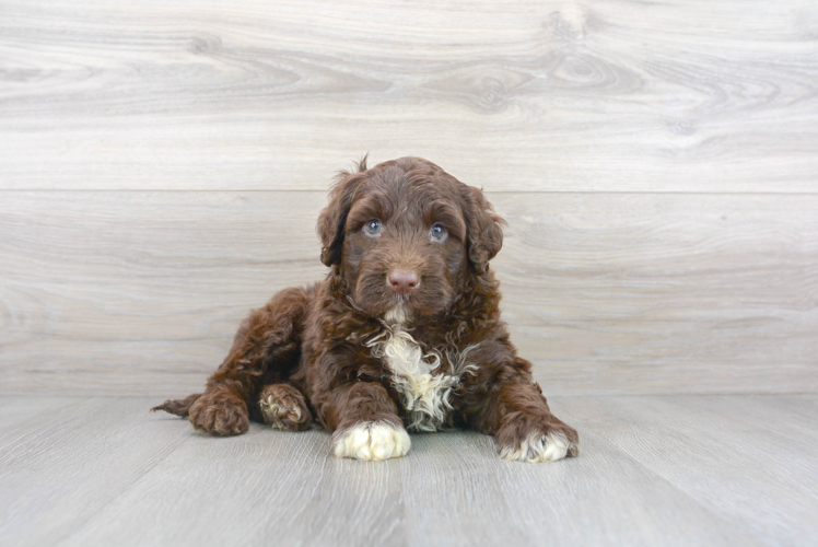 Portuguese Water Dog Puppy for Adoption