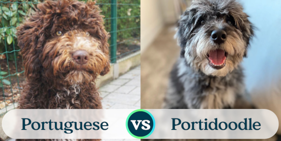 Portuguese Water Dog vs Mini Portidoodle Comparison