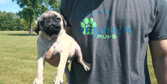 Premier Pups Breeders: The People Behind the Promise 
