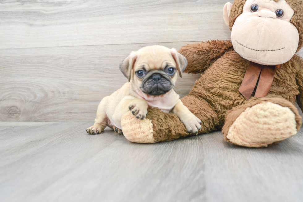 Playful Pug Purebred Pup